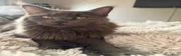 Maine Coon cats for sale: Chunky Maine coon babies  - Advert 3