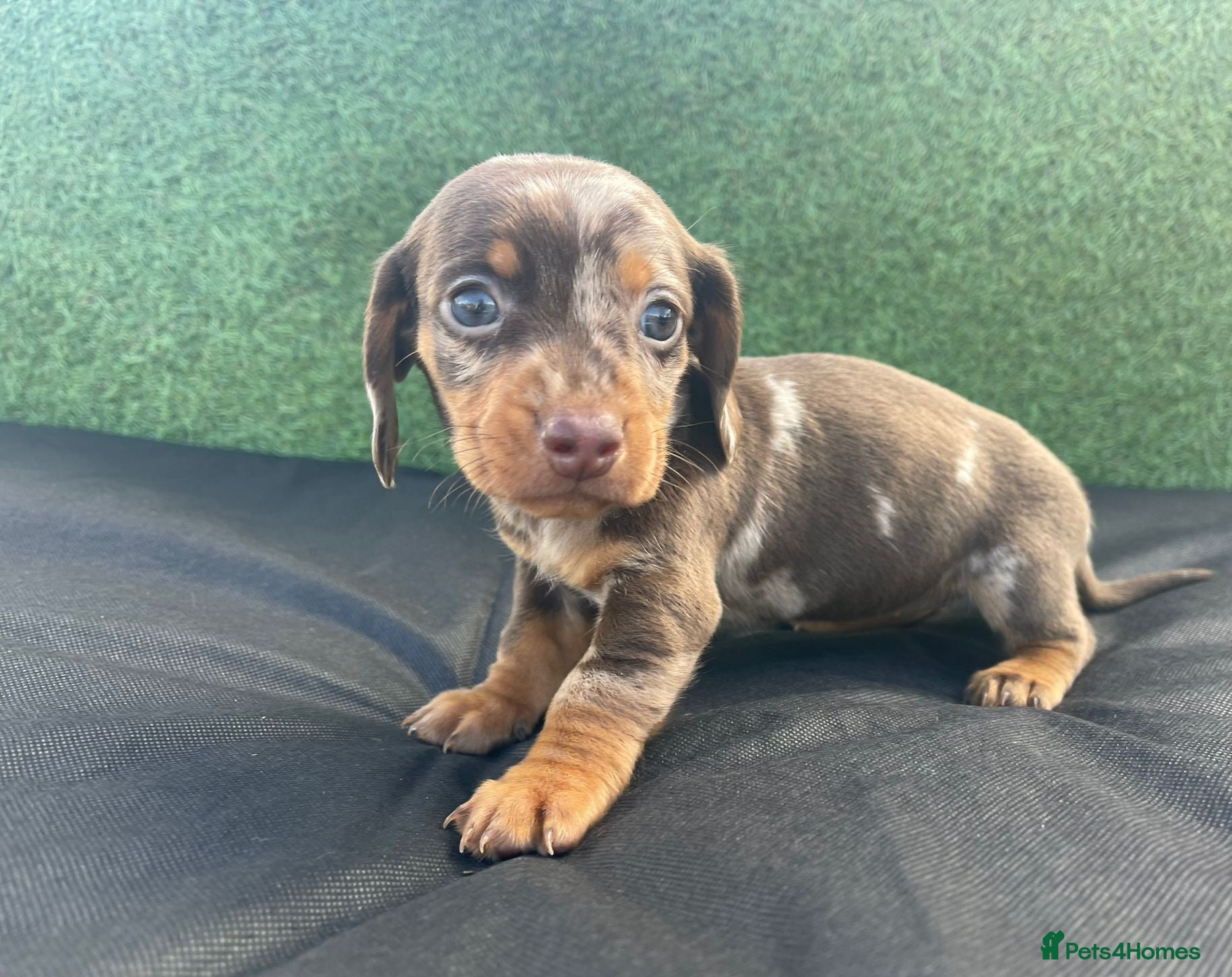 Dachshund dogs 1 adorable dachsund puppy ready for new home! - Advert 10