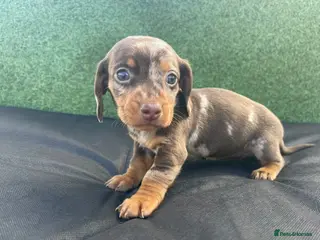Dachshund dogs 1 adorable dachsund puppy ready for new home! - Advert 10