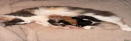 Maine Coon cats for sale: Maine coon cross  - Advert 1