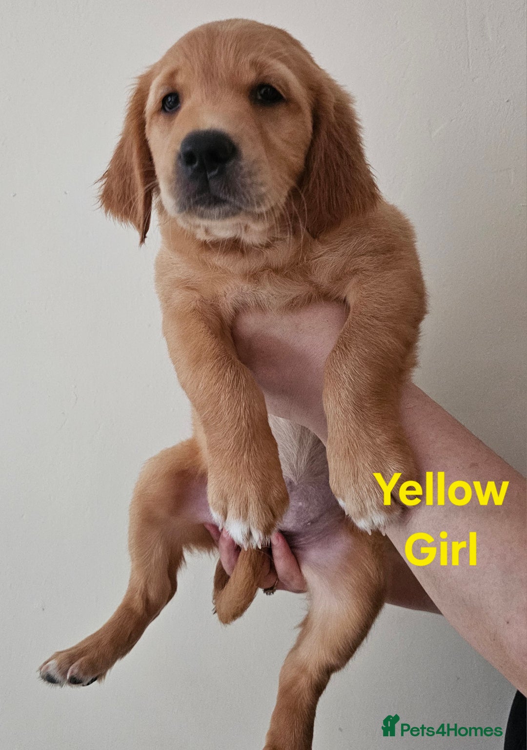 Golden Retriever dogs for sale: 2 Boys 2 Girls KC Reg. Golden Retriever Puppies - Image 4