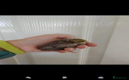 Quail poultry for sale: 8 button quail chicks for sale  - Image 2