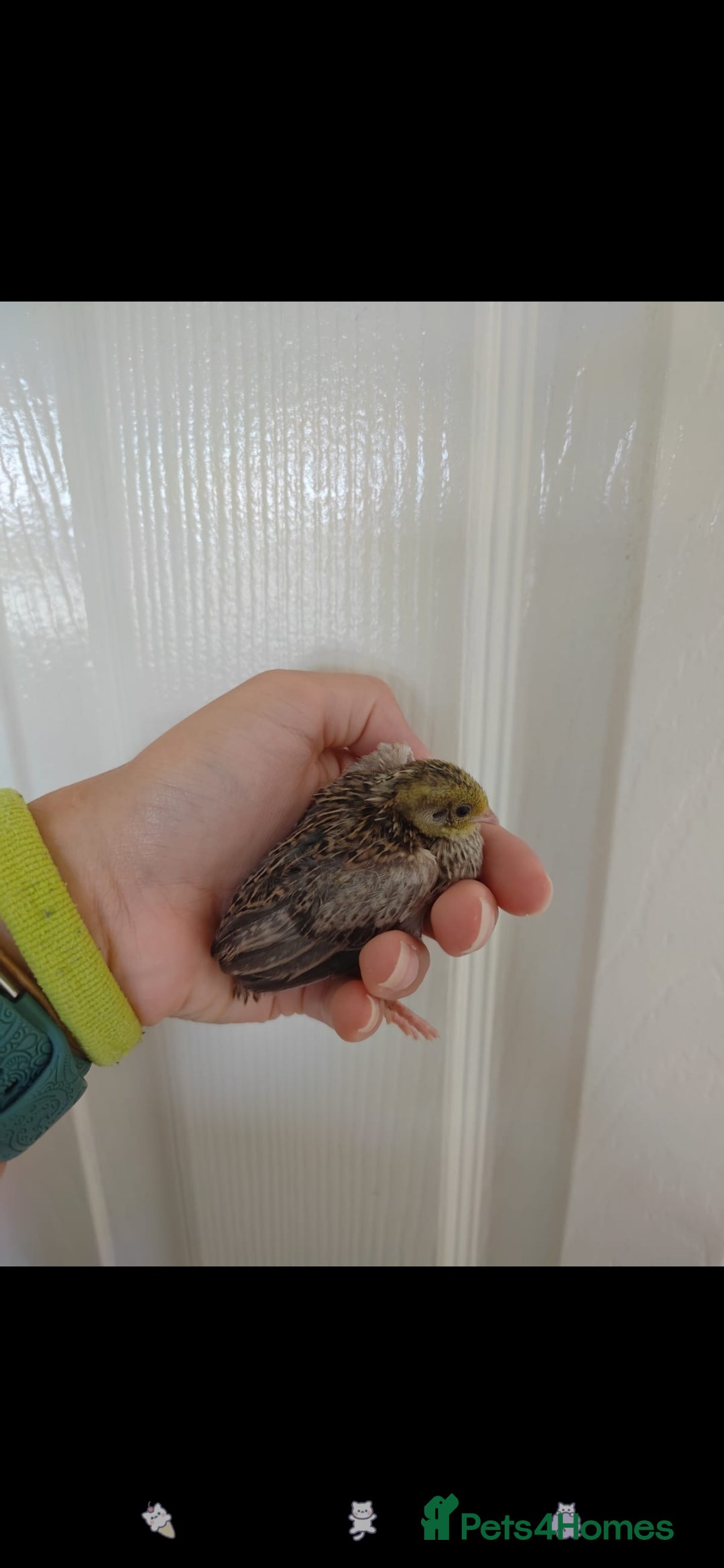 Quail poultry for sale: 8 button quail chicks for sale  - Image 2