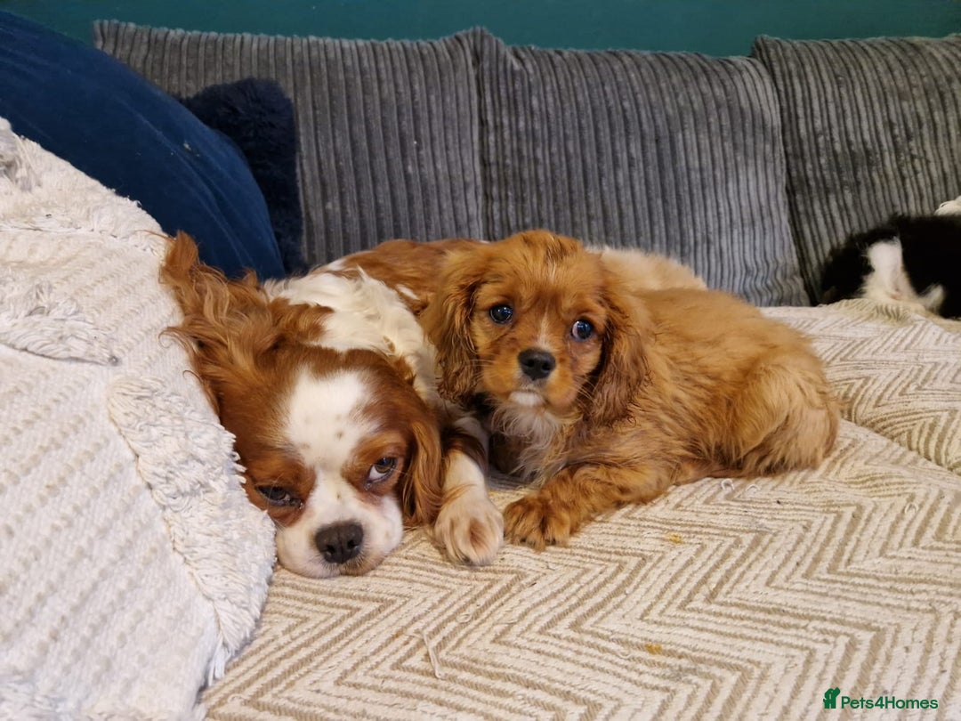 Cavalier King Charles Spaniel dogs for sale: Beautiful King Charles Cavalier Puppies - Image 7