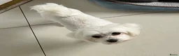 Maltese dogs for sale: Adult maltese - Advert 3