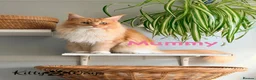 Maine Coon cats for sale: 🐾🦁 *TICA REG* GINGER MAINE COON KITTENS🦁🐾 - Advert 21