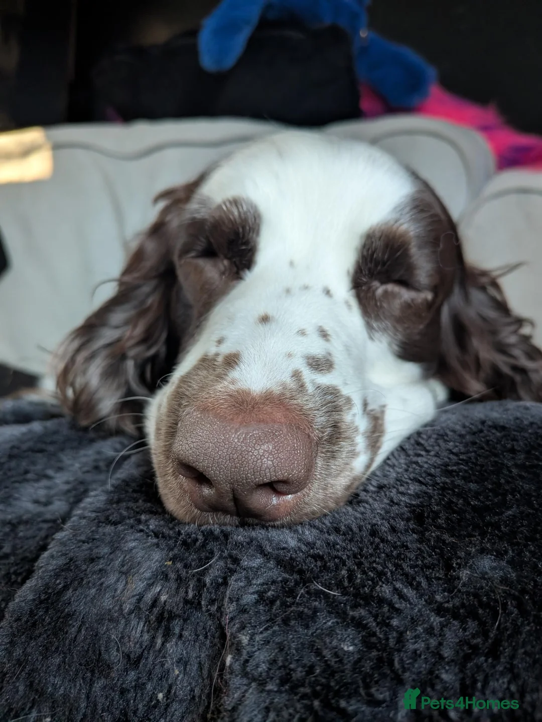 Mixed Breed dogs for sale: Special home sought for 4yr old cocker spaniel  - Advert 2