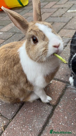 Mixed Breed rabbits - Advert 19