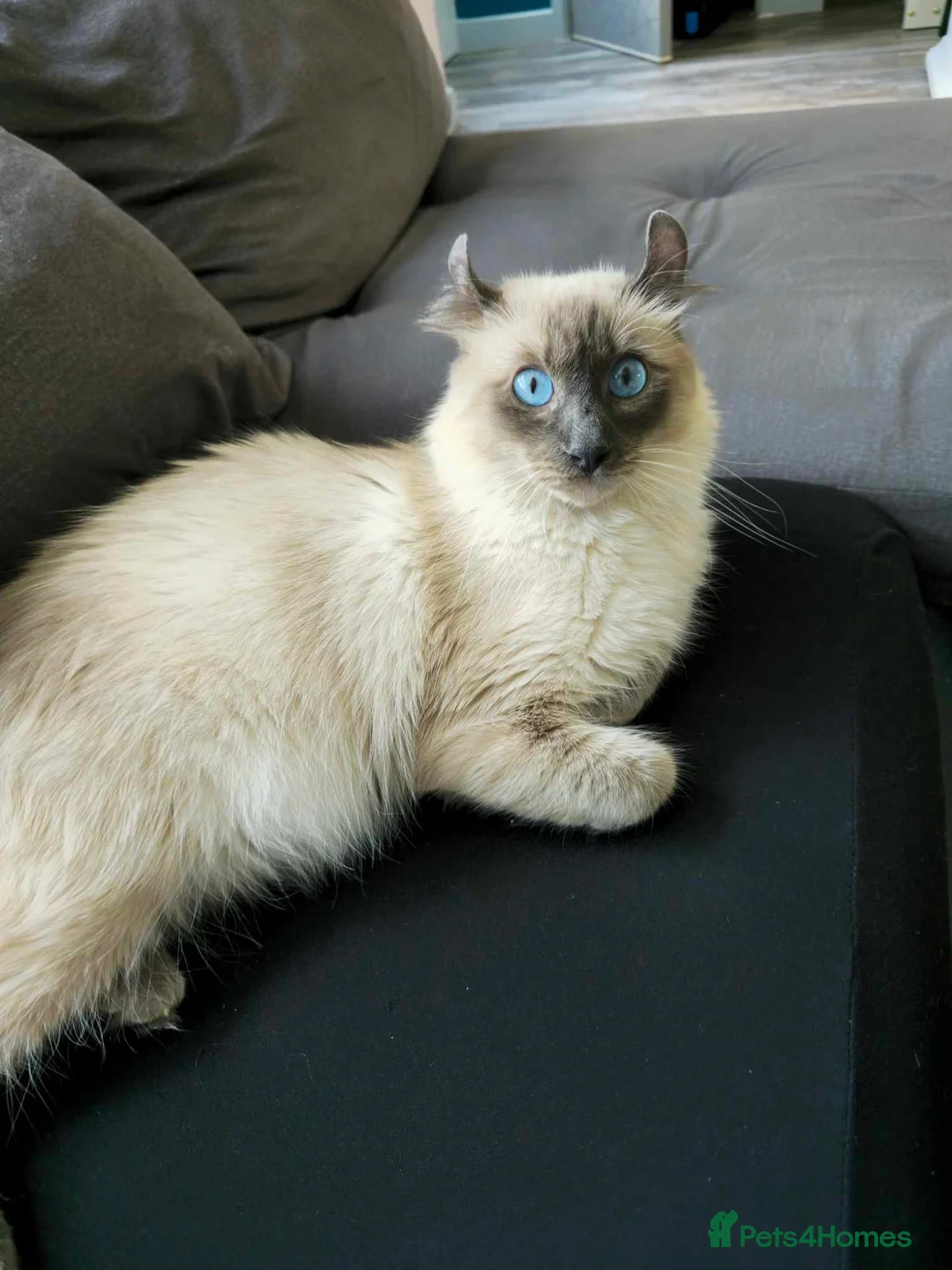 Mixed Breed cats for sale: Beautiful boy - Advert 16