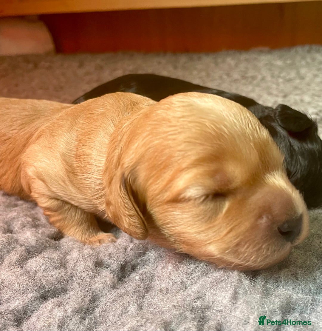 Cavapoo dogs for sale: Cavapoo - Image 27