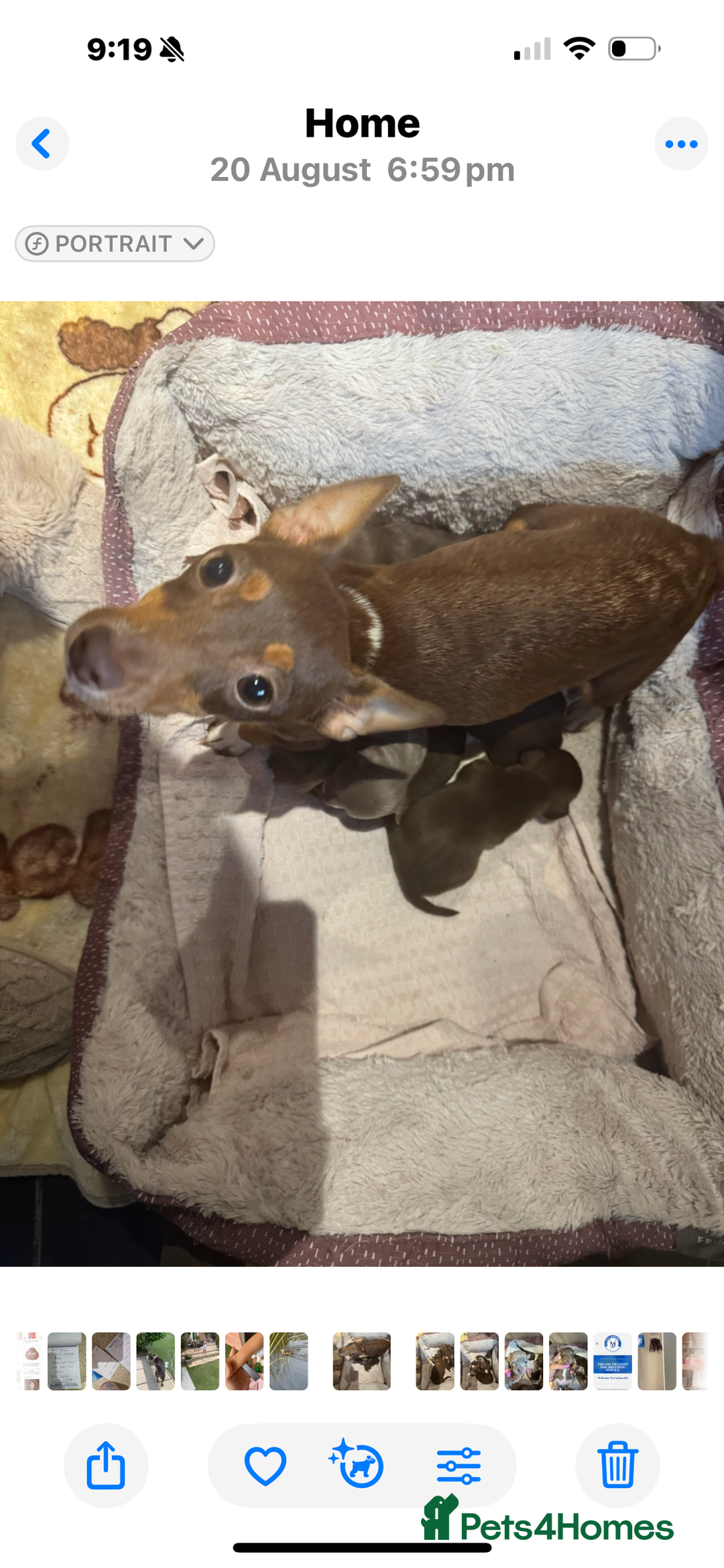 Jack Russell dogs for sale: Stunning Much Wenlock puppies  - Image 14