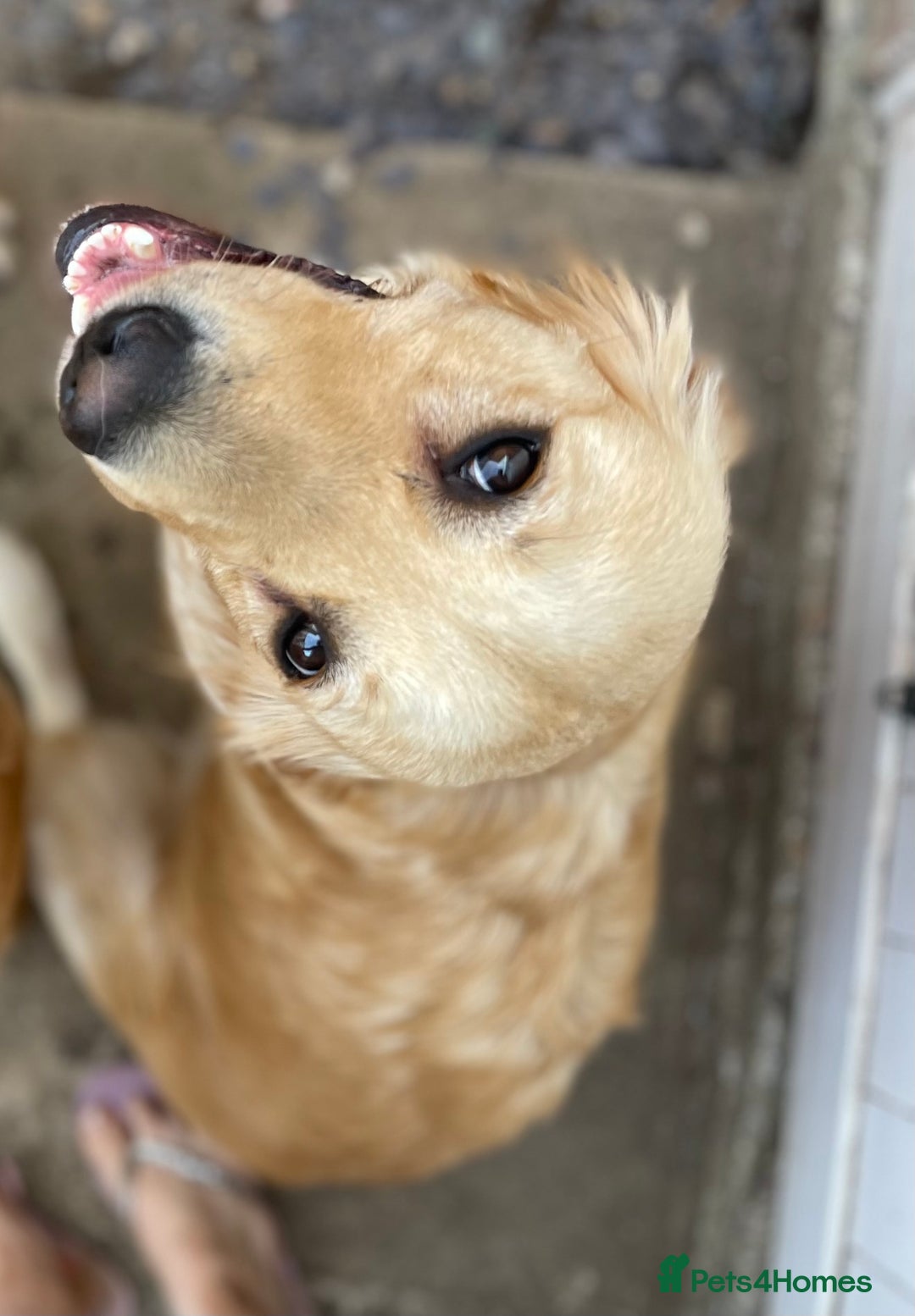 Golden Retriever dogs for sale: KC golden retriever puppies - Advert 3