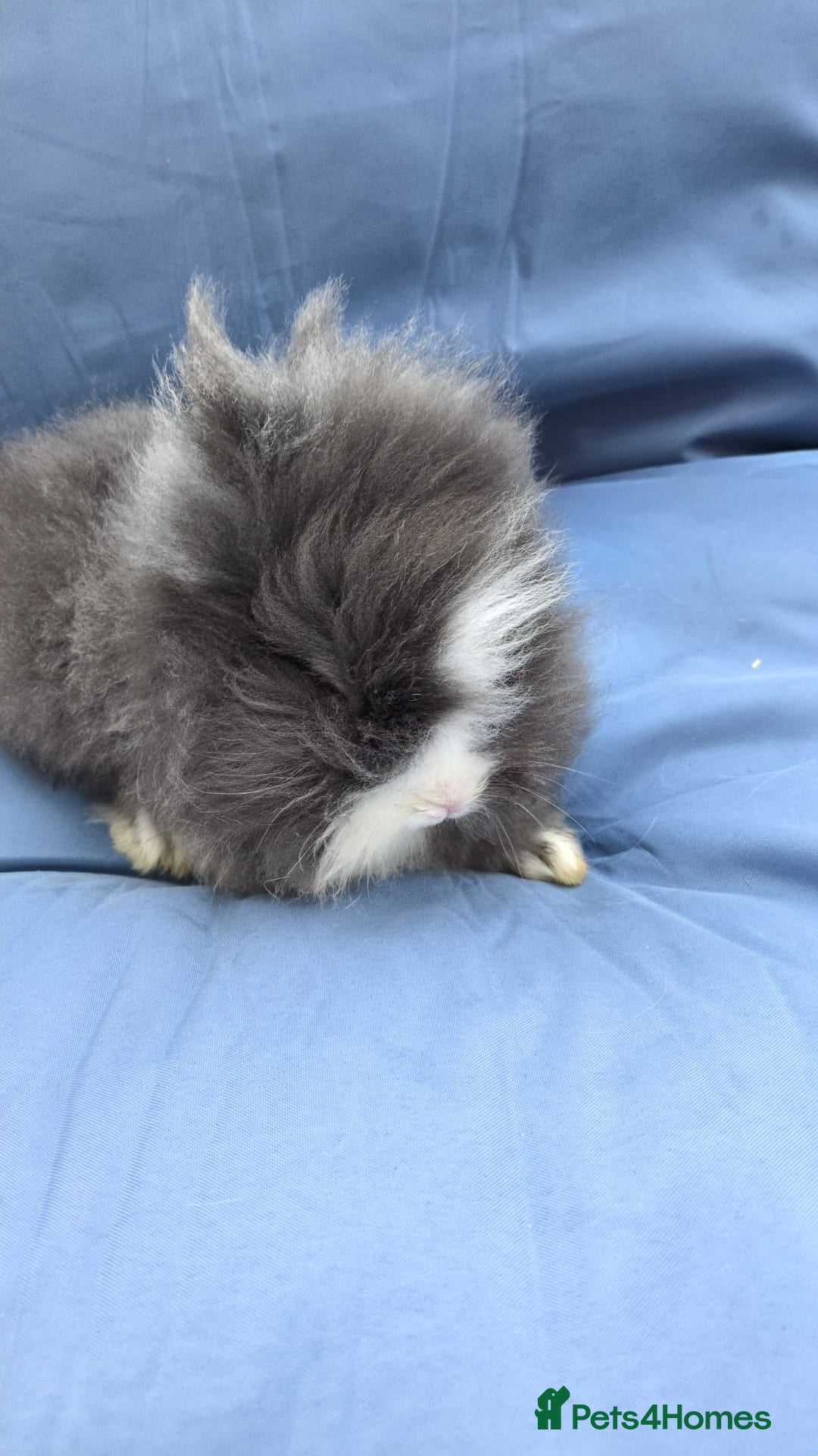 Lionhead rabbits for sale: Double main  lionhead bunnies  - Image 4