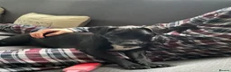 Patterdale Terrier dogs for sale: Cooper in Cullompton - Advert 1