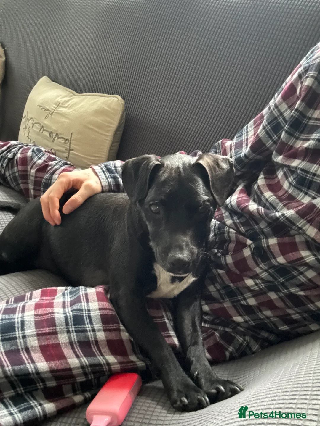 Patterdale Terrier dogs for sale: Cooper in Cullompton - Advert 1
