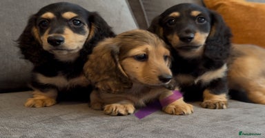 Miniature Dachshund dogs - Advert 7