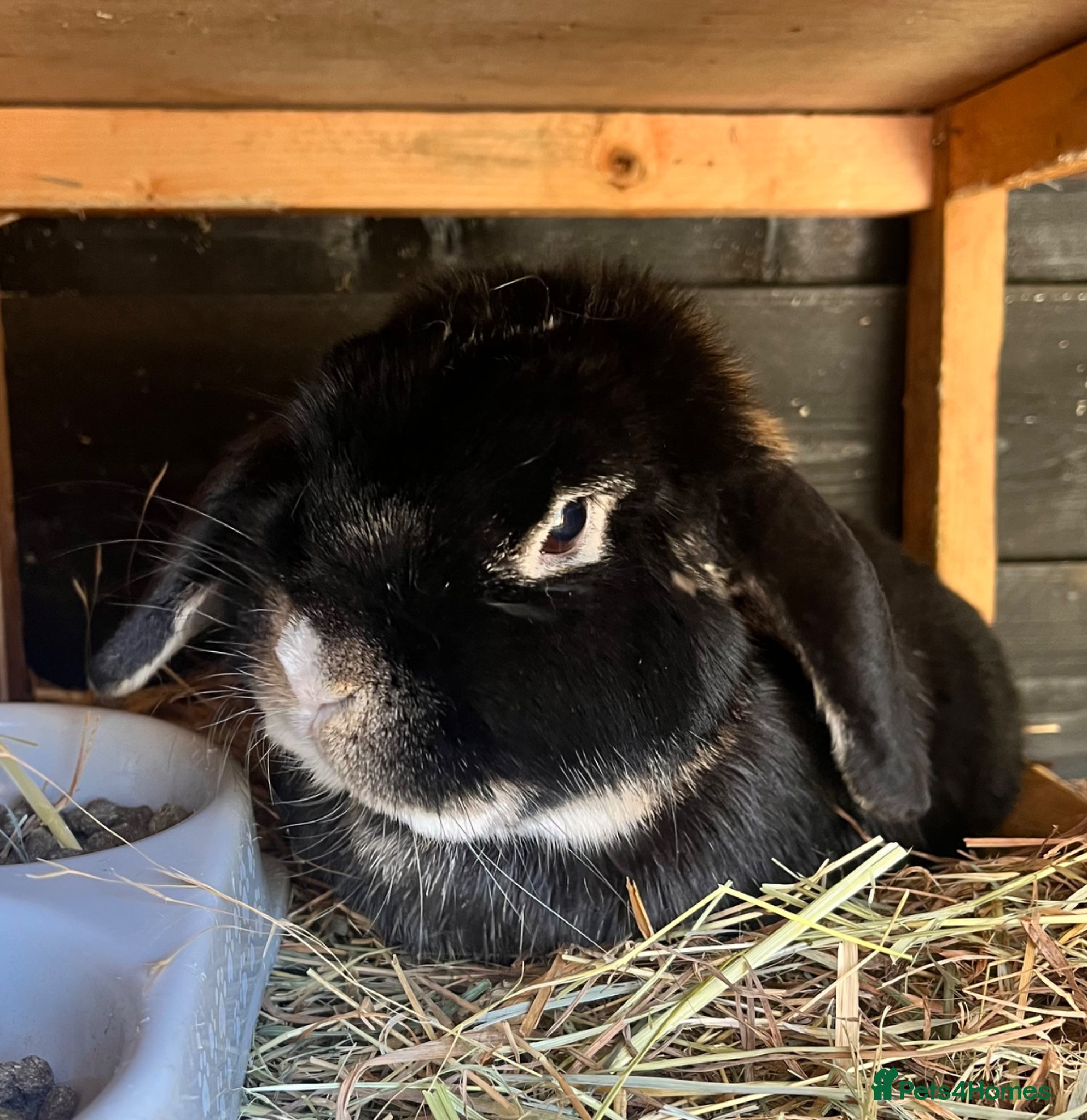 Mini Lop rabbits 4 year old male pure bread mini lop rabbit  - Advert 4