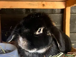 Mini Lop rabbits 4 year old male pure bread mini lop rabbit - Advert 8