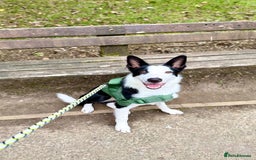 Border Collie dogs for sale: Border collie for rehome - Advert 1