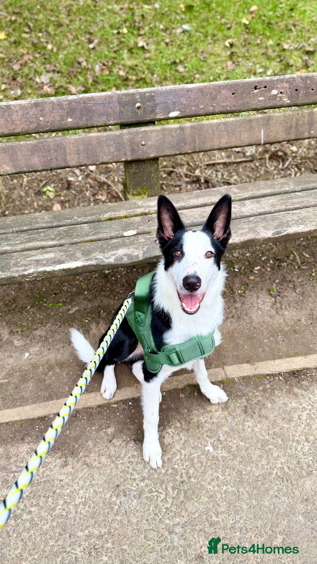 Border Collie dogs for sale: Border collie for rehome - Advert 1