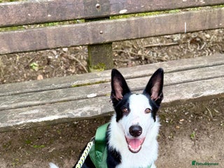 Border Collie dogs Border collie for rehome - Advert 2