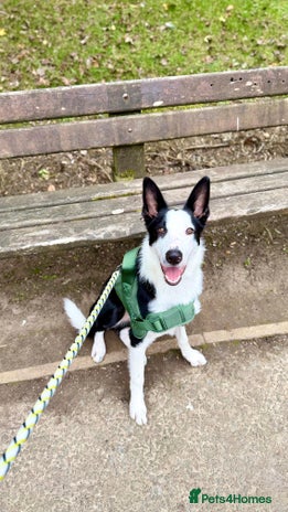 Border Collie dogs Border collie for rehome - Advert 1
