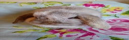 Mini Lop rabbits for sale: Pedigree Mini Lops - Advert 5