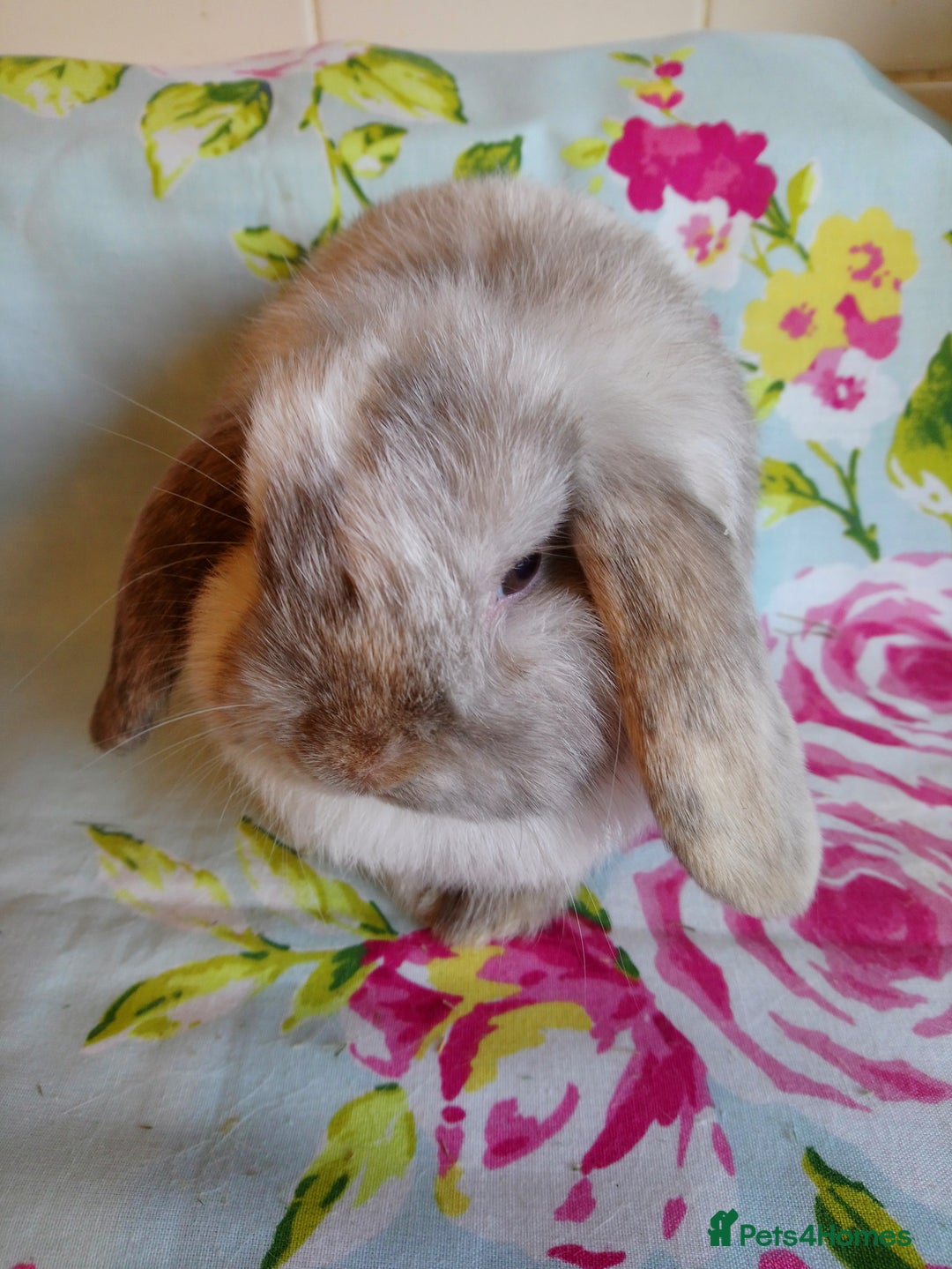 Mini Lop rabbits for sale: Pedigree Mini Lops - Advert 5