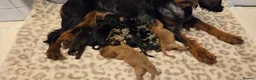 Cocker Spaniel dogs for sale: 7 Absolutely Stunning Cocker Spaniel Puppies.  - Advert 5