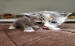 Mixed Breed cats for sale: 4 adorable kittens are looking for loving homes  - Image 3
