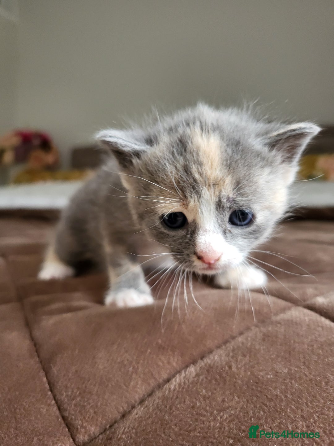 Mixed Breed cats for sale: 4 adorable kittens are looking for loving homes  - Image 3