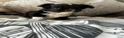 Chihuahua dogs for sale: Beautiful chihuahua puppies  - Advert 16