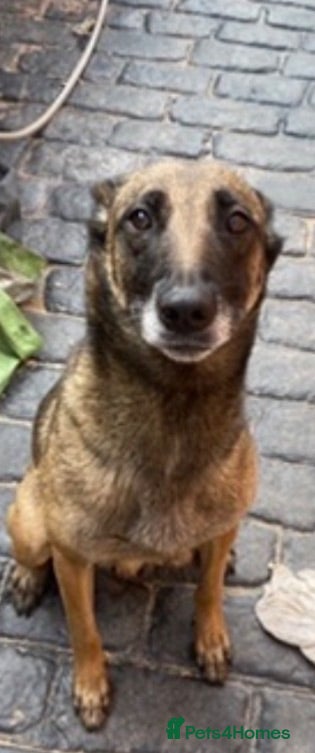 Belgian Shepherd Dog dogs Belgium Malinois puppy’s for sale  - Advert 1