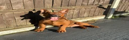 Mixed Breed dogs for sale: Buddy  - Advert 3