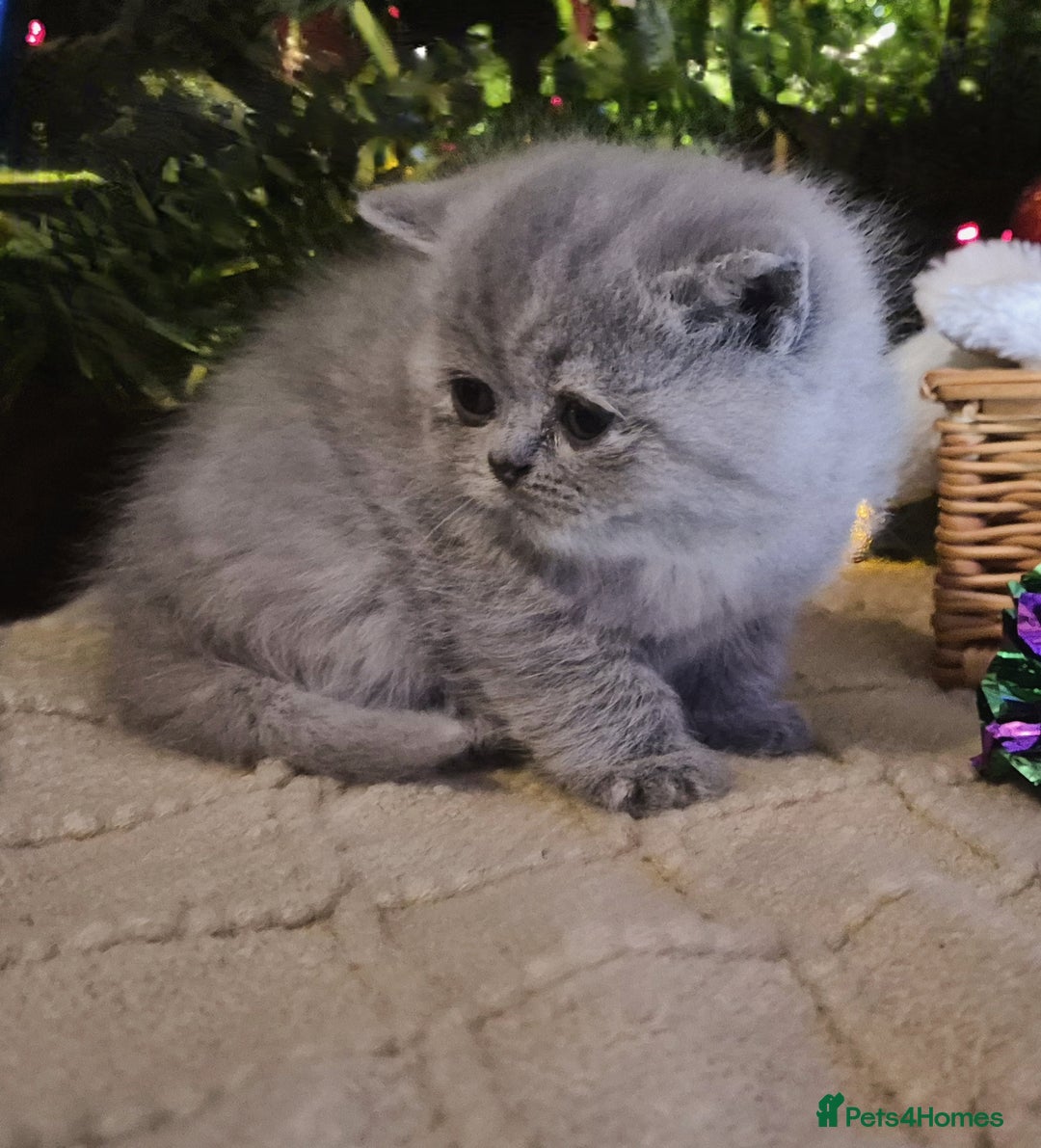 Mixed Breed cats for sale: Persian x british short hair - Advert 19