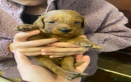 Mini Goldendoodle dogs for sale: Beautiful Mini Goldendoodle Puppies  - Image 5