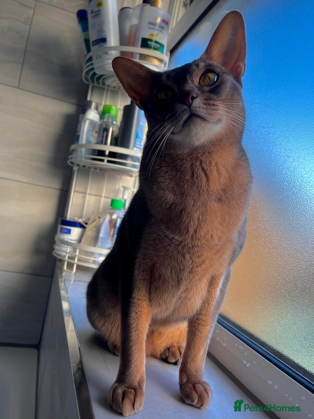 Abyssinian cats for sale: Loving Home Wanted for Our Abyssinian Boy, Yoda - Advert 10