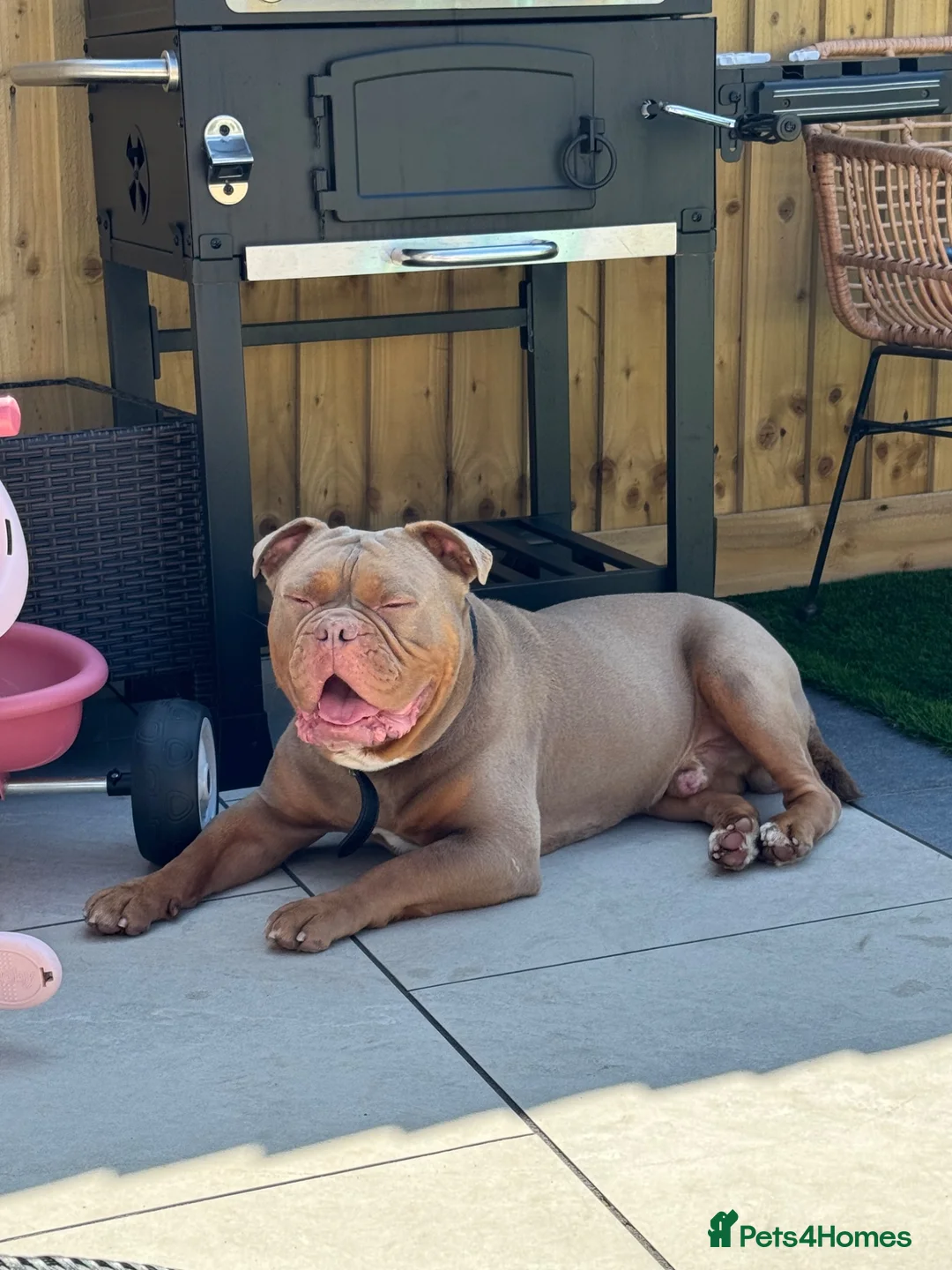 Olde English Bulldogge dogs for stud: Chico olde English Bulldog for Stud in Liverpool - Advert 5