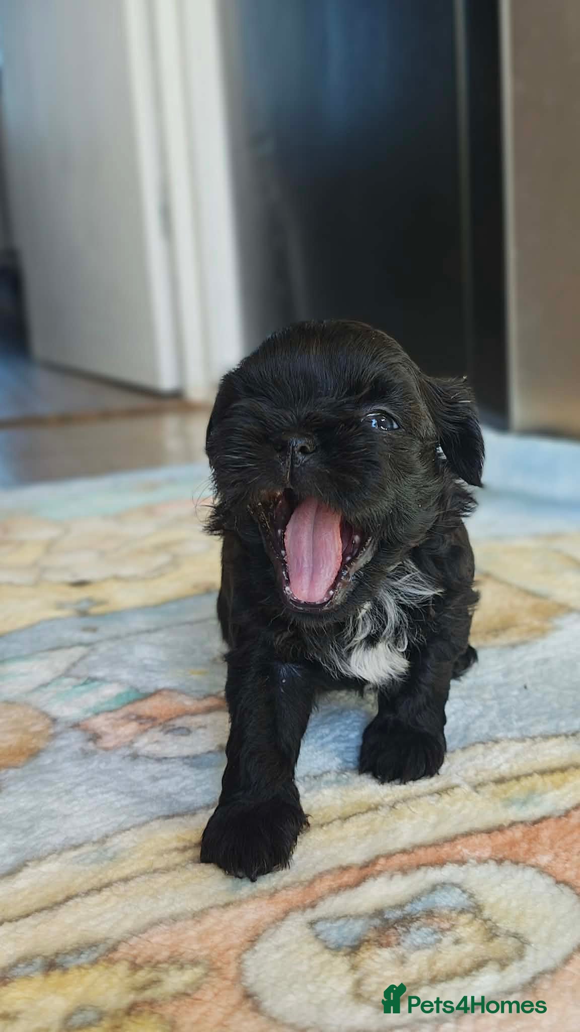 Shih Tzu dogs 5 Imperial Puppies - Advert 10