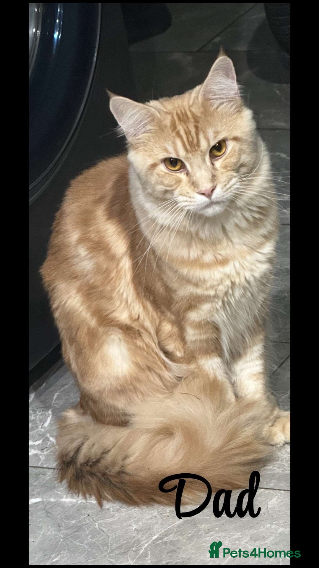 Maine Coon cats for sale: 10 month female reg active pedigree maincoon - Image 9