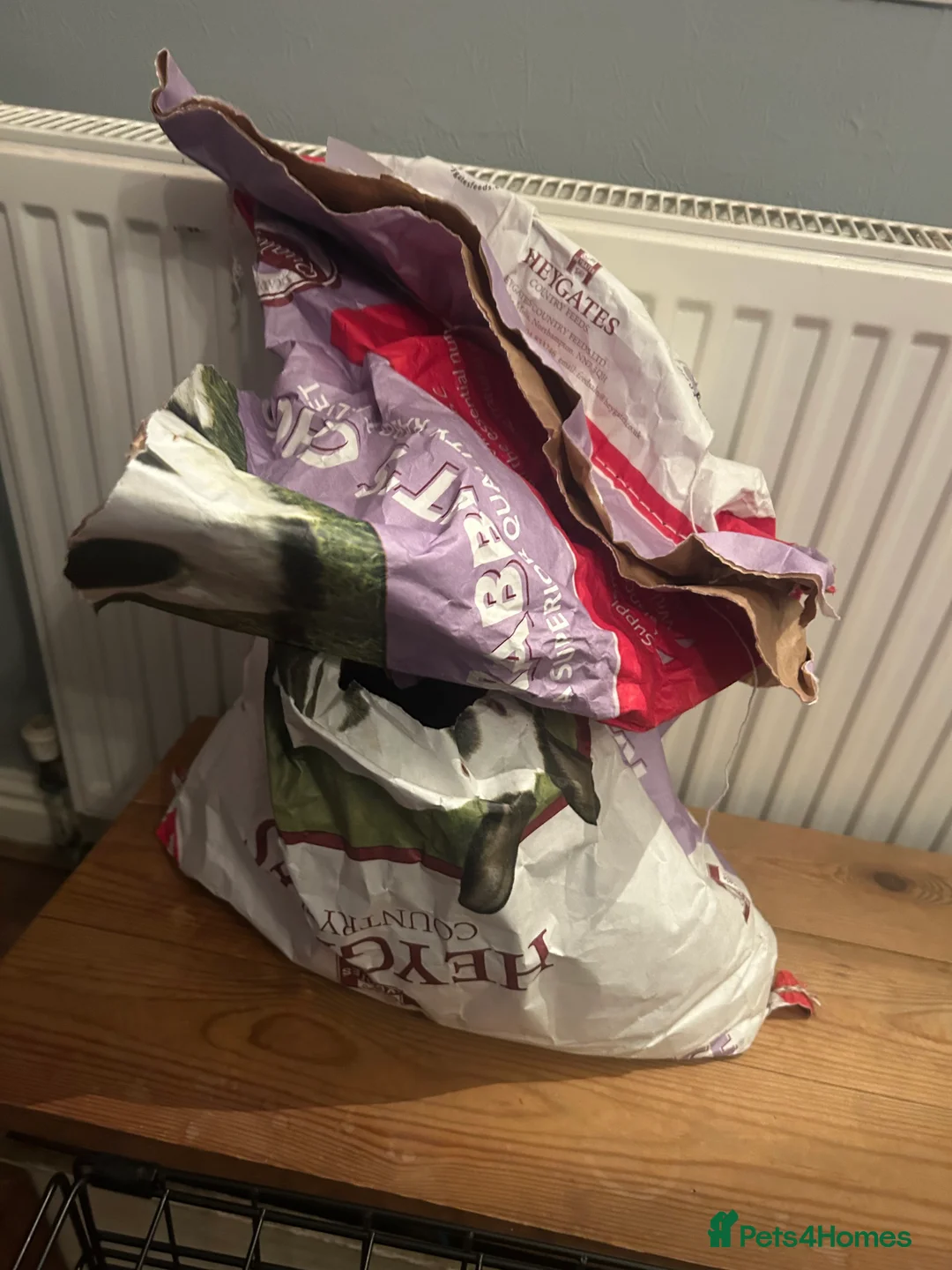 Mini Lop rabbits for sale: Mini Lop - Luna 🖤 - Advert 5