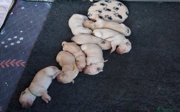Golden Retriever dogs for sale: Pedigree Golden Retriver Puppies - Image 18