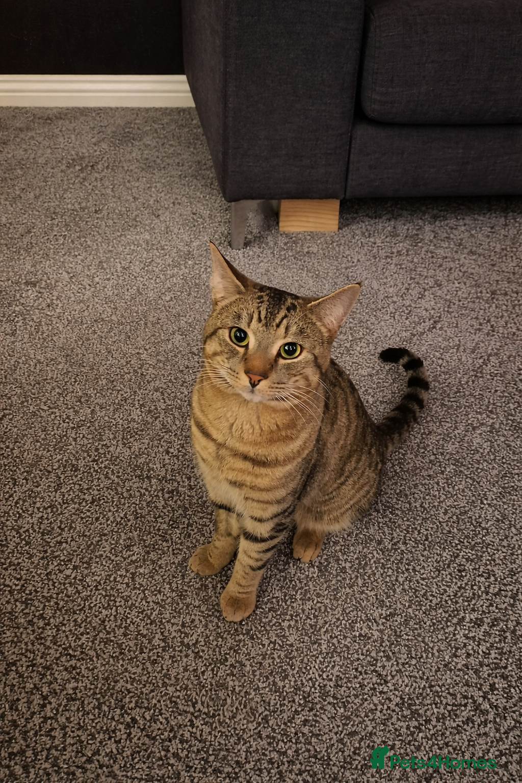 Domestic Shorthair cats Young Adult Cat Looking for a New Home - Advert 6