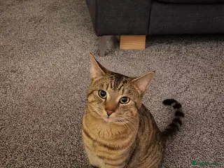 Domestic Shorthair cats Young Adult Cat Looking for a New Home - Advert 6