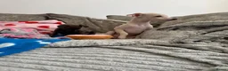 Italian Greyhound dogs for sale: KC Italian greyhound puppies 🏡 ready now - Advert 9