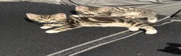 Ragcoon cats for sale: RAGCOON (sealpoint ragdoll mum-dad -Mainecoon) - Advert 8