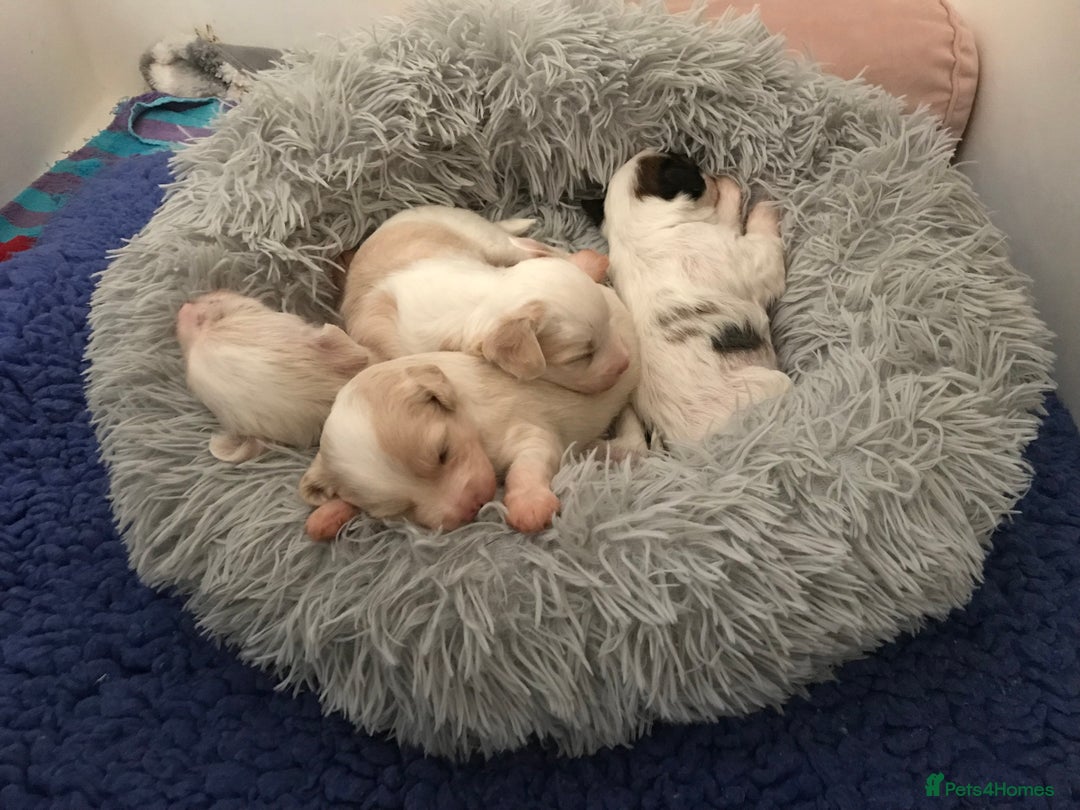 Chinese Crested dogs for sale: Chinese Crested puppies - Advert 10