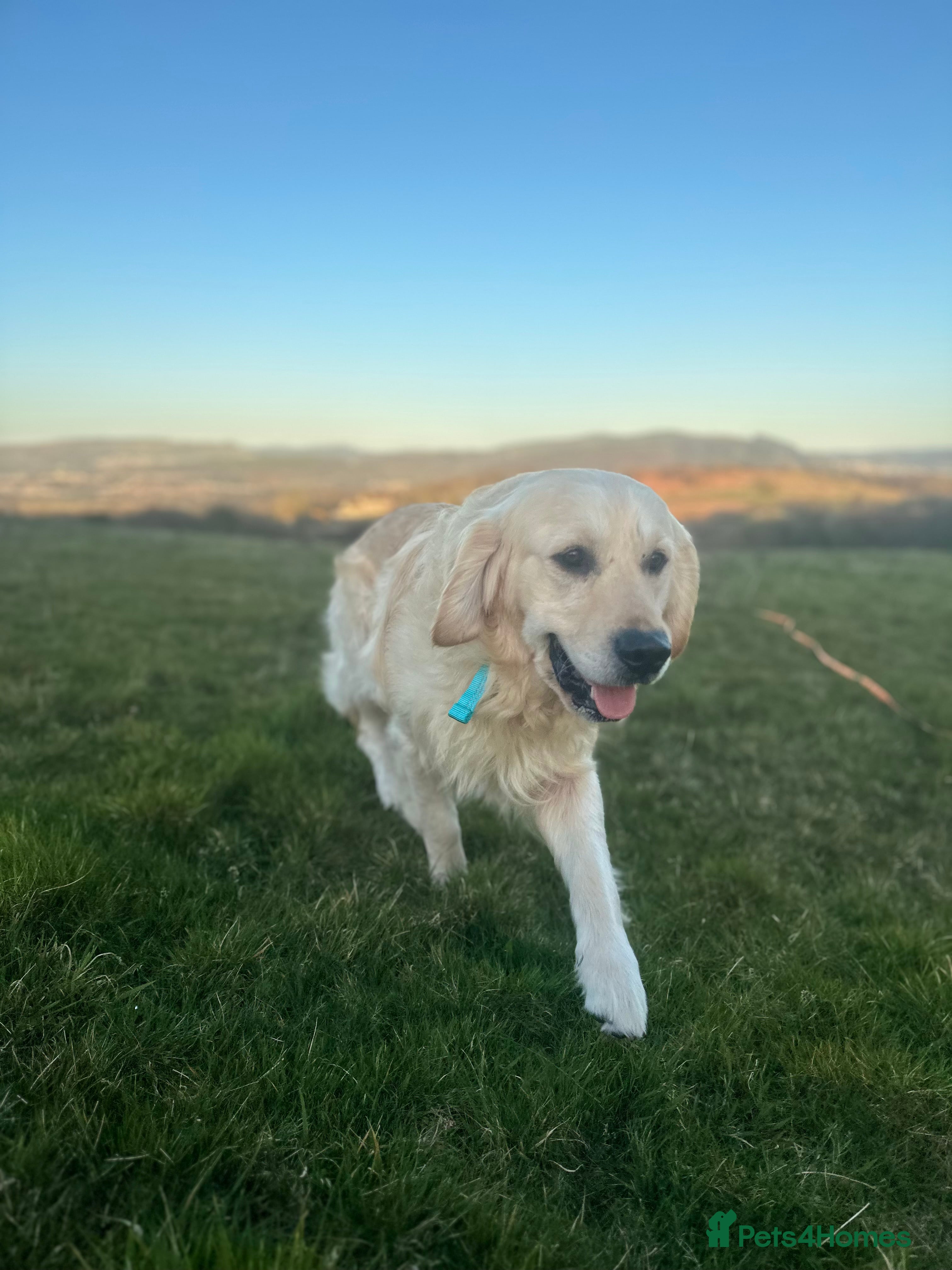 Golden Retriever dogs Hugh - Golden Retiver Stud  in Neath - Advert 6