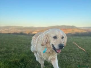 Golden Retriever dogs in Neath - Advert 11