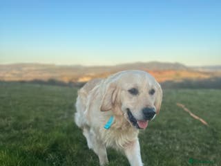 Golden Retriever dogs Hugh - Golden Retiver Stud in Neath - Advert 3